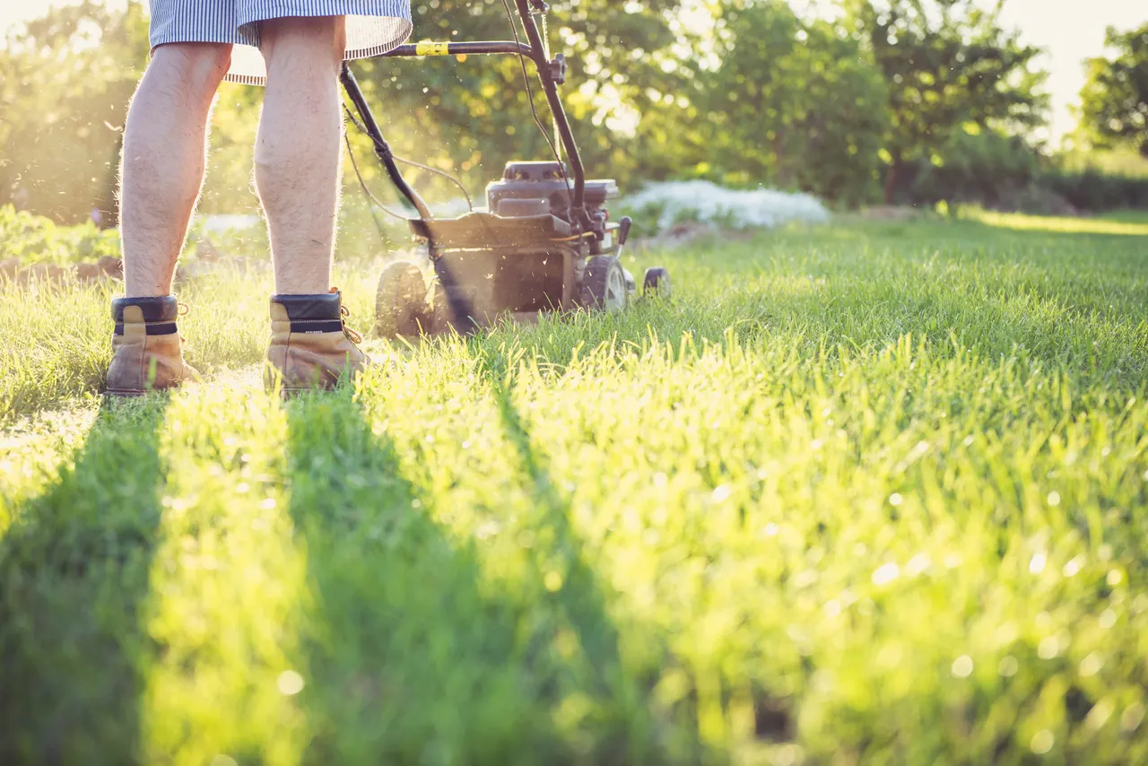 A person pushing a lawn mower through grass in sunlight